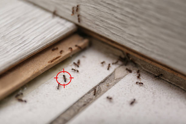 Best Emergency Pest Control  in Fairfax, IA