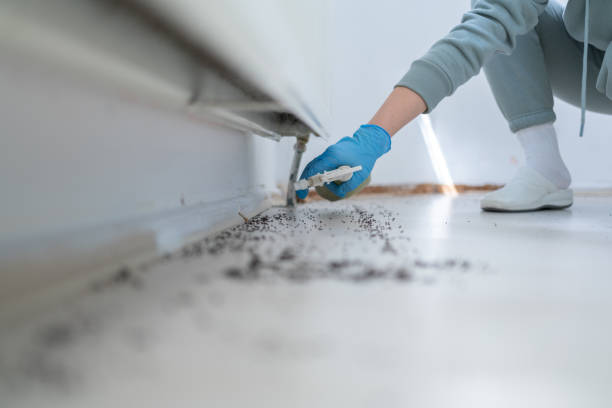 Best Ant Control Services  in Fairfax, IA